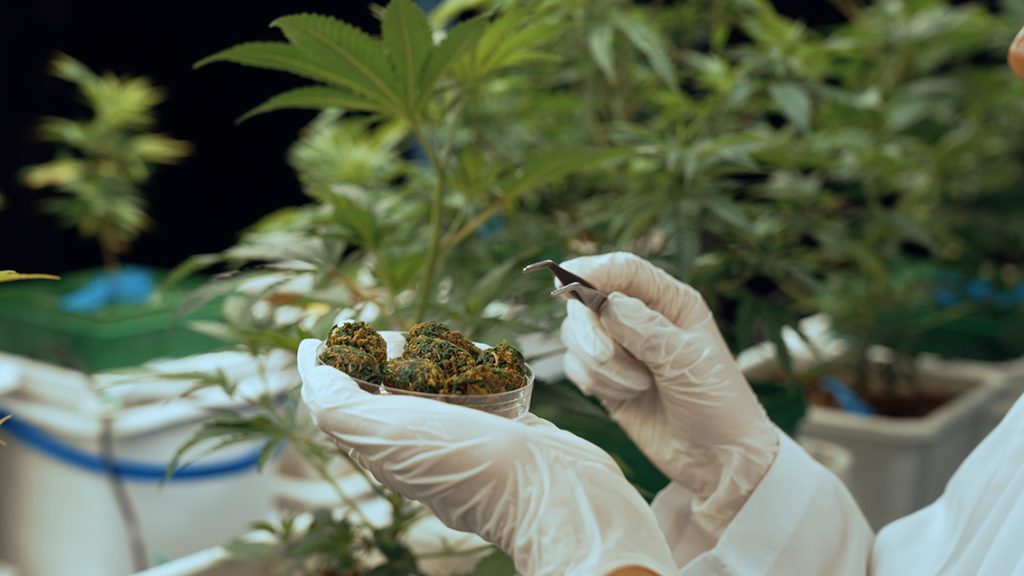 Was ist medizinisches Cannabis?